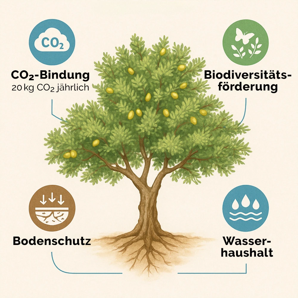 Ökosystemleistungen des Arganbaums als Infografik mit Illustrationen